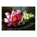 August Waterlily cards