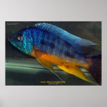 Auloncara Posters