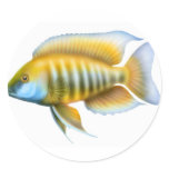 Aulonocara African Peacock Cichlid