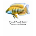 Aulonocara jacobfreibergi Cichlid Scoop Neck t-shirts