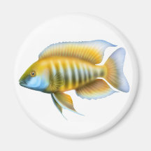 Aulonocara jacobfriebergi Cichlid Magnet