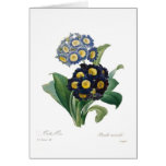 Auricolas Card