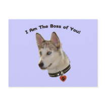 Ausky Dog Boss of You Postcards
