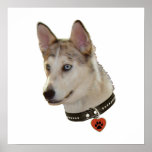 Ausky Dog Pawprint Heart