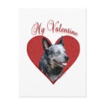 Aussie Cattle Dog My Valentine Post Card