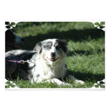 Aussie Herd Dog Invitations