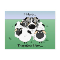 Aussie - I Herd...Therefore I Am Postcard