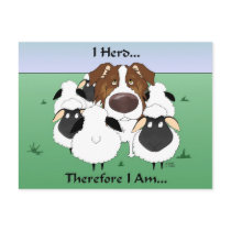 Aussie - I Herd Therefore I Am