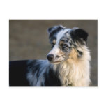 Aussie Looking Left Postcard