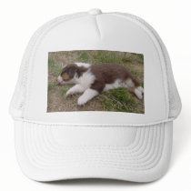 aussie puppy sleeping trucker hat