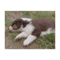 aussie puppy sleeping post card