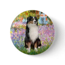 Aussie Shep 2 - Garden