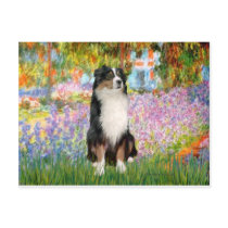 Aussie Shep 2 - Garden