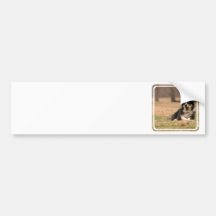 Aussie Shepherd Dog  Bumper Sticker