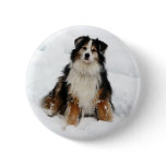 Aussie Shepherd Dog in Snow Buttons