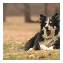 Aussie Shepherd Dog Invitation