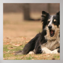 Aussie Shepherd Dog Poster