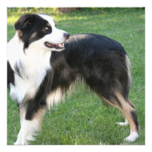 Aussie Shepherd  Invitations