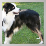Aussie Shepherd  Poster