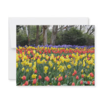 Aussie Tulip Festival Custom Announcement