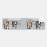 Aussies - 1st Day of Summer Beach Stroll Bumper Stickers