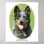 Aust Cattle Dog 9F059D-15 Posters