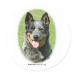 Aust Cattle Dog 9F059D-15 Sticker