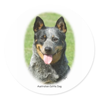 Aust Cattle Dog 9F059D-15 Sticker by TraffordPhotos