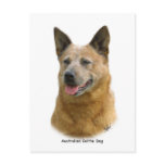 Aust Cattle Dog 9K009D-19 Post Card