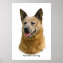 Aust Cattle Dog 9K009D-19 posters