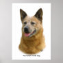 Aust Cattle Dog 9K009D-19 Posters