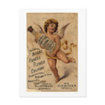 Austen's Forest Flower-1908 Post Card