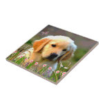 Austin Golden Labrador Puppy Tile