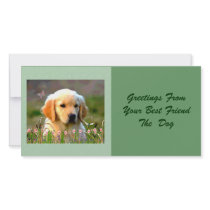 Austin The Golden Labrador Customised Photo Card