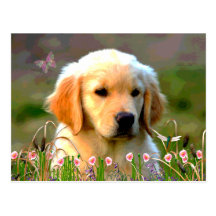 Austin The Golden Labrador Postcard