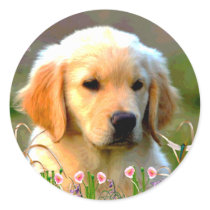 Austin The Golden Labrador Round Sticker