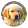 Austin The Golden Labrador Round Sticker