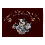 Austrailian Cattle Dog Can't Have Just One Card