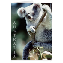 Australia Koala Bear Card