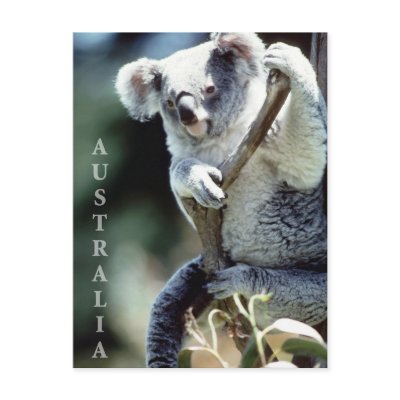 Australia Koala Bear Postcards by teyes143