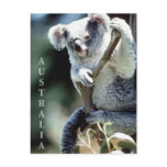 Australia Koala Bear postcards