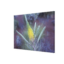 Australia, NT, near Ayers Rock. Springtime bloom Gallery Wrapped Canvas