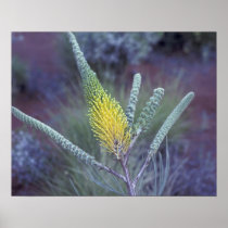 Australia, NT, near Ayers Rock. Springtime bloom