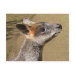 Australia - Wallaby Postcard
