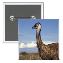 Australia, Western Australia. Emu (Dromaius Pins