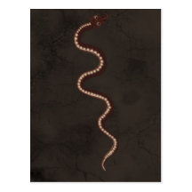 Australian Aboriginal Desert Snake Art Postcard