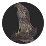 Australian brown goshawk stickers