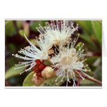 Australian Bush Cherry  cards