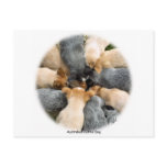 Australian Cattle Dog 8T60D-08_2 Post Cards