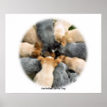 Australian Cattle Dog 8T60D-08_2 Print